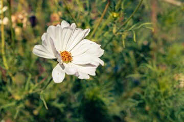 White garden cosmos flower blooming in the garden