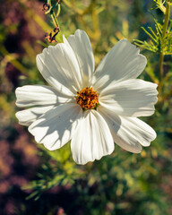 Obraz premium White garden cosmos flower blooming in the garden