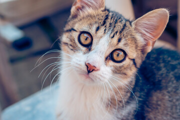Close-up of a curious domestic kitten staring into the camera