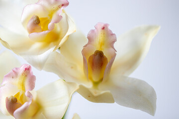 Obraz na płótnie Canvasbellas orquideas 