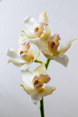

bellas orquideas 