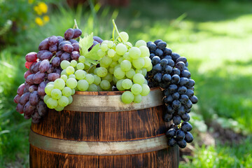 Various colorful grapes on wine barrel