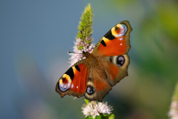 Fototapeta na wymiar Peacock butterfly drinking from a mint blossom in the late afternoon light