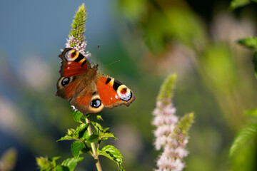 Peacock butterfly sitting on a mint blossom in the late afternoon light