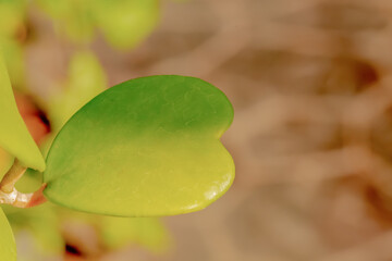 heart shaped green leaves for valentine's day love of young people