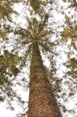 Fototapeta premium The view of the tree stretching toward the sky