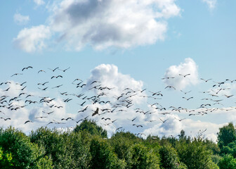 a flock of flying cranes over the tops of trees, migration of birds in spring and autumn