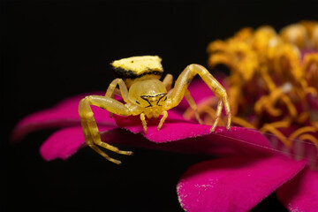 Yellow crab spider perched on a pink flower.