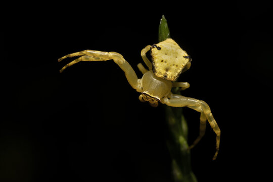 Yellow crab spider is searching for food.