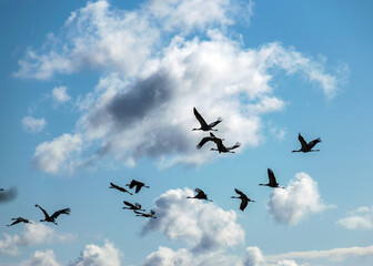 bird silhouettes against the sky, flying cranes, bird migration in spring and autumn
