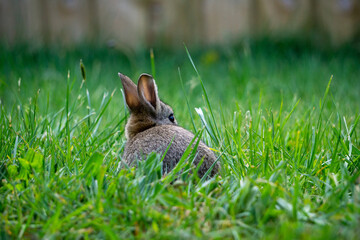 rabbit in the grass