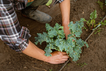 Gardening concept a young male gardener taking care of a vegetable by shoveling the soil around the plant