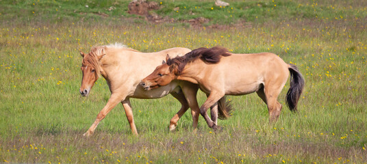 Icelandic horses playing in a green field