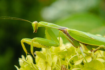 A large green mantis sits on the leaves of a flower. Macro photo. Blurred background. The concept of wild insects.