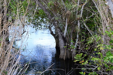 Sumpf Landschaft im Everglades National Park, Florida