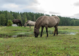 horses grazing on the shore of the lake, the inhabitants of engure nature park are wild animals that are used to visitors, Engure nature park, Latvia