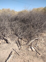 tree in the desert
