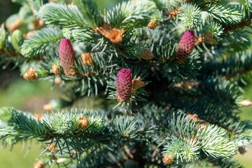 New cones on fir tree.