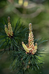 Pine blossoms in spring time.