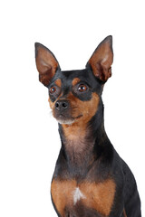 portrait of miniature pinscher isolated on white 