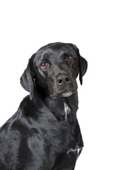 portrait of black labrador isolated on white 