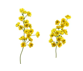 Abwaschbare Fototapete Set of small yellow flowers of berberis thunbergii isolated © Ortis