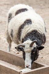 Animal husbandry in agriculture. Goat with horns. Sheep's wool. Animal face. Ruminants in the zoo....