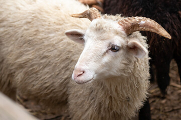 White kid. Goat head with horns. Nice little face. Agriculture. Farm life. Artiodactyl ruminant. Goat milk. Muzzle of a kid close-up.