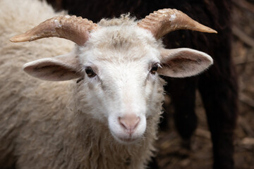White kid. Goat head with horns. Nice little face. Agriculture. Farm life. Artiodactyl ruminant. Goat milk. Muzzle of a kid close-up.