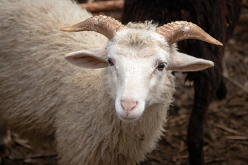 White kid. Goat head with horns. Nice little face. Agriculture. Farm life. Artiodactyl ruminant. Goat milk. Muzzle of a kid close-up.