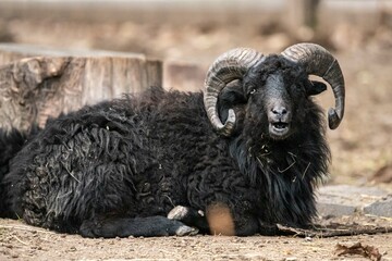 Animal husbandry in agriculture. Goat with horns. Sheep's wool. Animal face. Ruminants in the zoo....