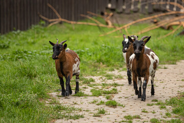 Livestock raising. Animal husbandry. Three kids. Young goats. Animals in the pasture. Rural animals. Small horns. Country life. Summer holidays. Three small goats.