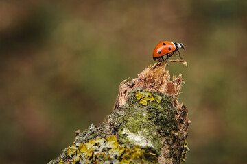 ladybug on a piece of wood