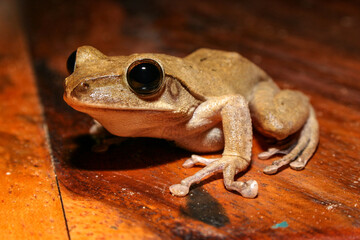Macro shot of Frog on the wooden ground. Nature Zoomed in Concept.  Close up Frog on the ground.