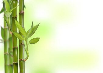 Fototapeta na wymiar Bamboo background, realistic vector illustration, 3d