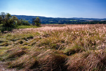 Tufts of tall grass on meadow, hunting seat, Pasovice.