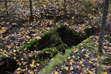A hole in the forest overgrown with moss
