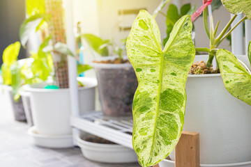 Close-up view of Philodendron Paraiso Verde variegated leaf texture in pot with Popular