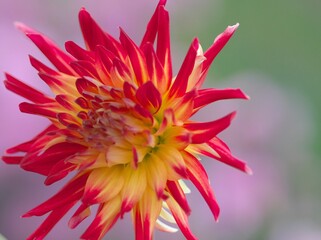 ダリアのお花畑