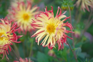 ダリアのお花畑