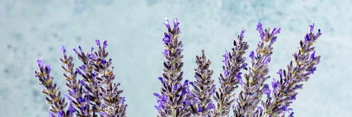 Lavender panorama on a blue background, a bunch of lavandula plants, aromatic herb panoramic banner