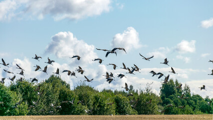 a flock of flying cranes over the tops of trees, migration of birds in spring and autumn