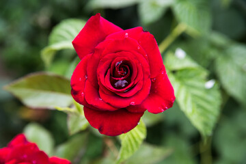 Rose red in morning dew, background, copy space