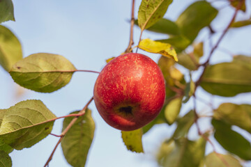 ripe red apple on a branch with green leaves on the sky background, apple harvest, selective focusing of the tinted image