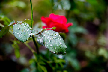 Rose red in morning dew, background, copy space