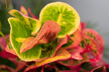 Codiaeum variegatum tree with colorful speckled leaves, beautiful patterns © pandaclub23