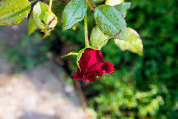 Rose red in morning dew, background, copy space