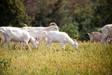 Fototapeta premium A herd of goats grazes in the meadow. Farming. Self-walking goat. Farm pasture. Summer day. Goats eat grass.