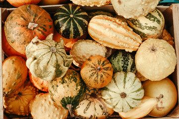 Different sorts and colors of pumpkin harvest outdoor
