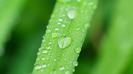 Shot of Droplet Falling from Fresh transparent dew. Morning diffuse lighting.
